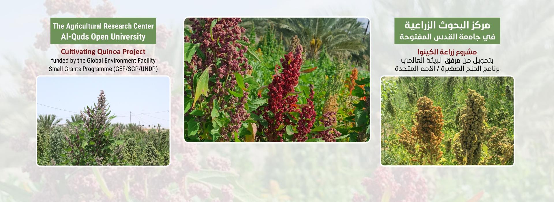 Quinoa Cultivation to Adapt to Climate Change in Palestine